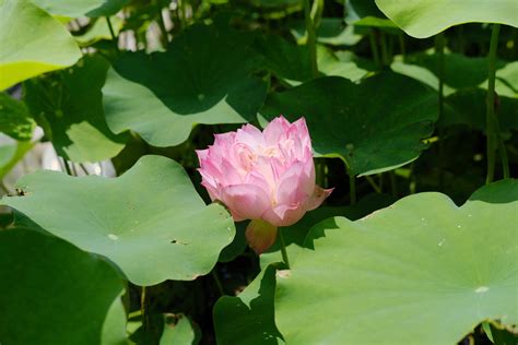 莲花风水|莲花的寓意和象征风水